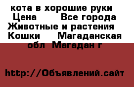 кота в хорошие руки › Цена ­ 0 - Все города Животные и растения » Кошки   . Магаданская обл.,Магадан г.